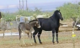 毛驴配马视频播放,一场别开生面的跨界视频盛宴